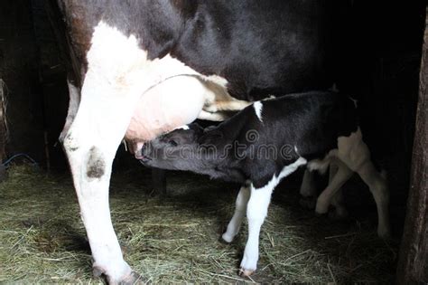 Het Kalf Drinkt Melk Van Zijn Moeder Stock Foto Image Of