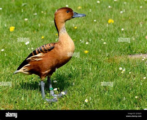 Dendrocygna Bicolor Hi Res Stock Photography And Images Alamy