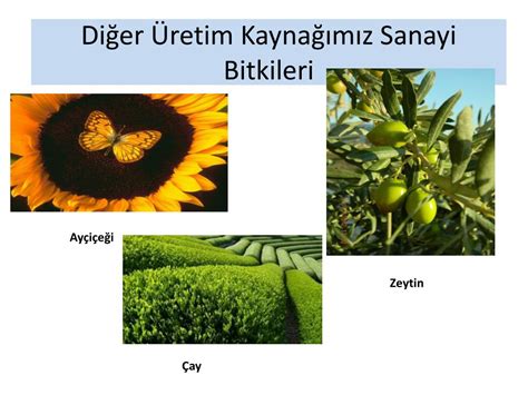 Ppt Sinif Lkem Z N Kaynaklari Powerpoint Presentation Free