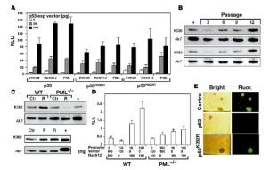 Pml Regulates P Acetylation And Premature Senescence Induced By