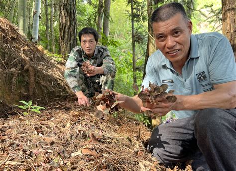 下党碑坑山：种植金线莲 绿色大山变“金山”宁德网