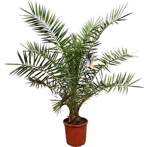 Kanarische Dattelpalme XXL Ca 180 200 Cm Phoenix Canariensis Kaufen