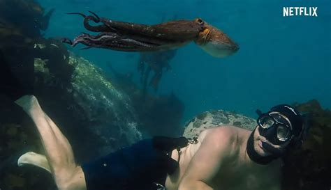 ‘My Octopus Teacher’ – Netflix’s Science & Nature Documentary - Cinecelluloid