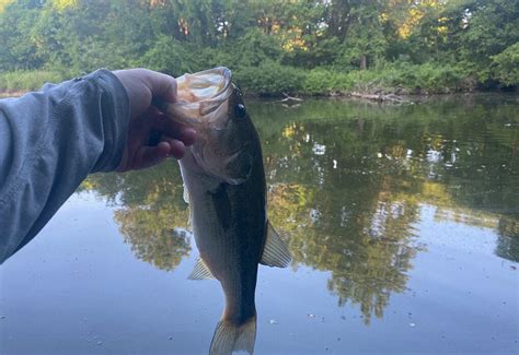 Size of Largemouth Bass: How Big Are Bass?