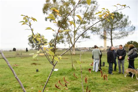 Roma Mila Nuovi Alberi Piantati Dai Volontari Corriere It