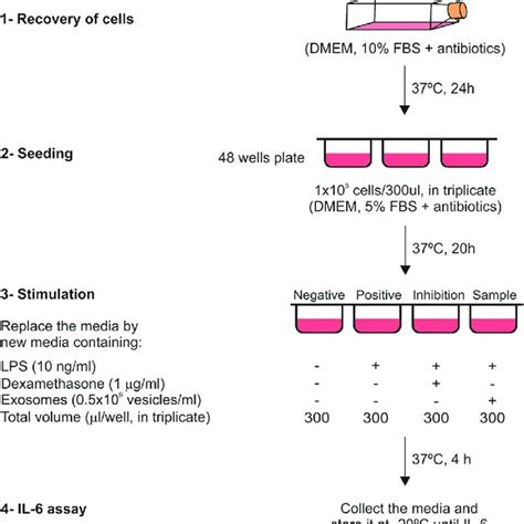 Pdf In Vitro Macrophage Assay Predicts The In Vivo Anti Inflammatory