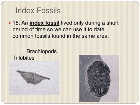 Ppt Fossils Powerpoint Presentation Free Download Id 1090412