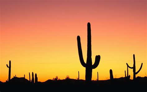 Desert Cactus Wallpapers Top Free Desert Cactus Backgrounds