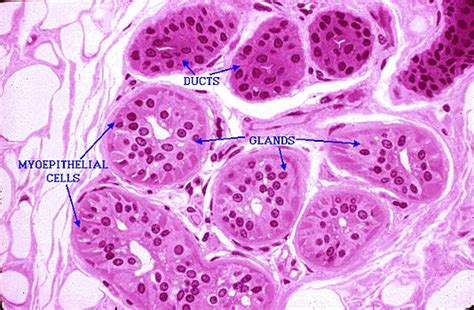 Skin Sweat Glands Anatomia Y Fisiologia Humana Histolog A Anatom A