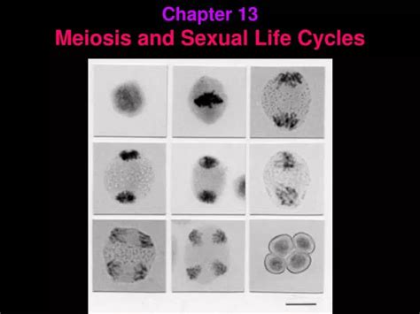 Ppt Chapter 13 Meiosis And Sexual Life Cycles Powerpoint Presentation Id6308004