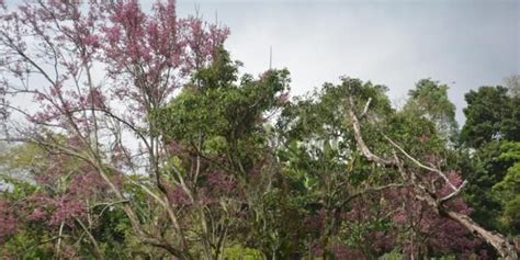 Keindahan Alam Pulau Flores Eric James