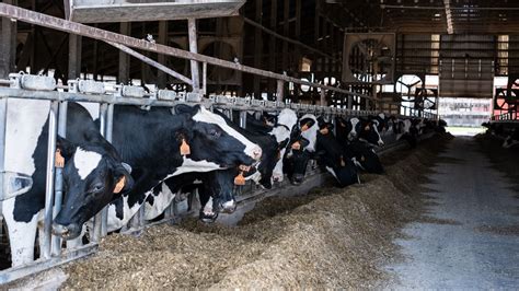 New Grant Program Aims To End Milk Dumping For Ny Dairy Farms Edairy