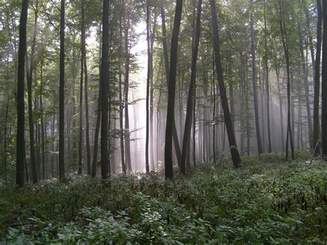 Misty Forest 1 Free Photo Download | FreeImages