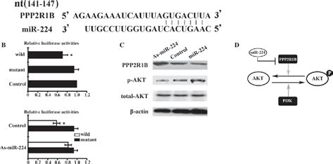 Figure 3 From Mir 224 Functions As An Onco Mirna In Hepatocellular