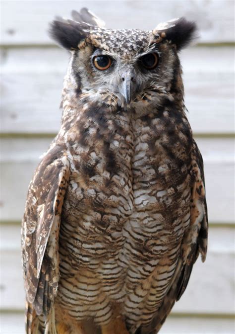 Magellanic Horned Owl - Screech Owl Sanctuary & Animal Park