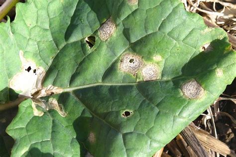 Phoma treatment thresholds reached for some OSR crops - FarmingUK News