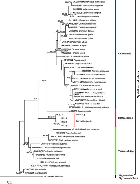 Maximum Likelihood ML Tree Of ITS2 Flanked With 5 8S And 28S RDNA