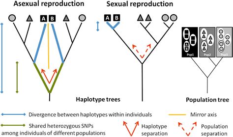Haplotype divergence supports long-term asexuality in the oribatid mite ... 