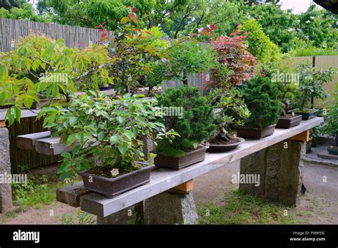 Outdoor Bonsai Hi Res Stock Photography And Images Alamy