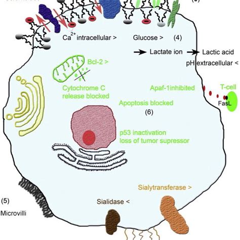 Sketch Of Specific Characteristics Of Cancer Cells Concerning Membrane