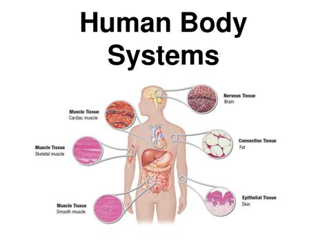 Ppt Human Body Systems Powerpoint Presentation Free Download Id 641192