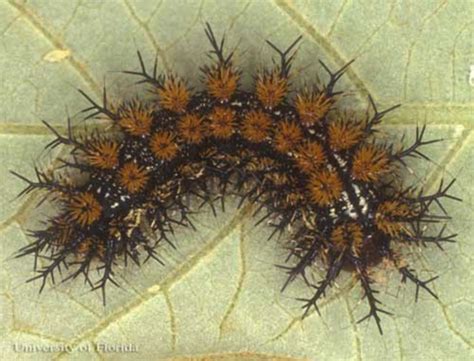 Stinging Caterpillar Identification -- A Quick and Easy Guide | HubPages