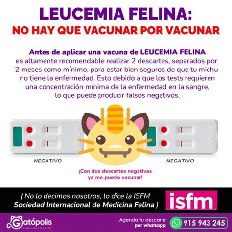 Todo sobre leucemia felina Gatópolis