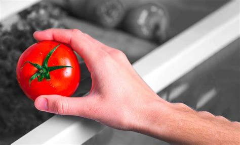 Mettre Les Tomates Au Frigo N Alt Re Pas Leur Saveur Tomates Frigo