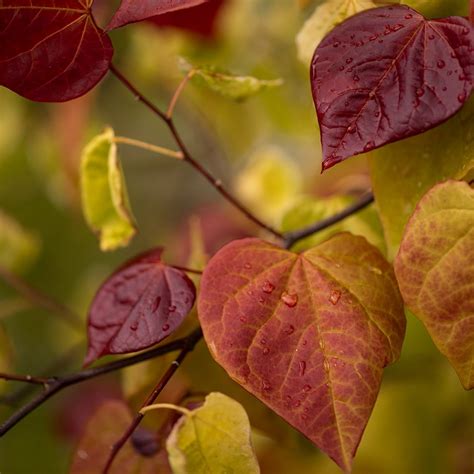 Buy Rhs Chelsea Flower Show Plant Of The Year 2021 Redbud Cercis