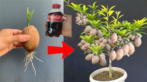 How To Propagate Persimmons With Fruit From Coca~colahow To Grow Persimmons Youtube