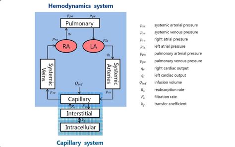 Cardiovascular System Model Download Scientific Diagram