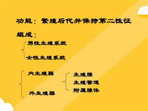 系统解剖学课件生殖系统ppt完美版word文档在线阅读与下载无忧文档