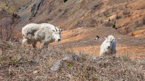 Road To Mount St Helens Open As Eruption Anniversary Approaches The