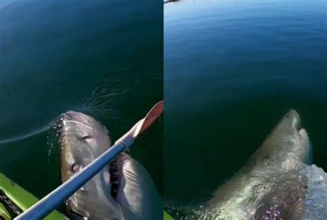 Horrific Moment 10ft White Shark Arounds Kayaker And Bites Paddle