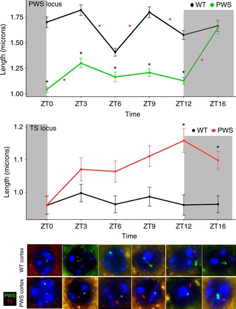 Snord116 Modifies Chromatin Decondensation Of Both Snord Gene Clusters