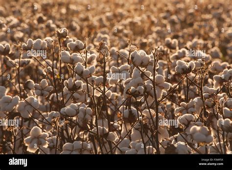 Cotton Plant Field Hi Res Stock Photography And Images Alamy