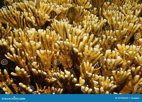 Sea Life Branching Fire Coral Millepora Alcicornis Stock Image Image