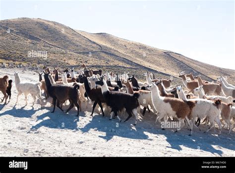 Bolivian Llama Breeding On Andean Plateaubolivia Stock Photo Alamy