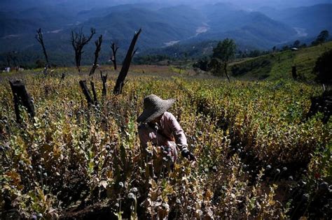 Opium production booming in Myanmar after the coup: report - The Globe ...