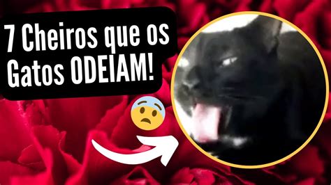 7 CHEIROS QUE OS GATOS ODEIAM E QUE PODE INTOXICÁ LOS CONHEÇA AGORA