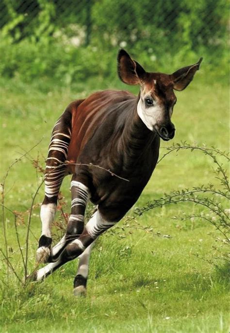 Although okapi (Okapia johnstoni) have stripes like zebras they are actually most closely ...