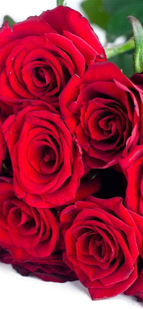 Wallpaper Red roses, bouquet, flowers, white background 3840x2160 UHD 4K Picture, Image