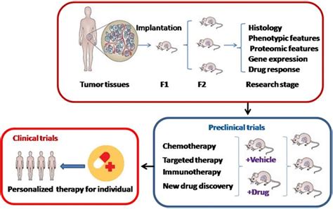 The Application Of Patient Derived Xenograft Models In Gynecologic Cancers