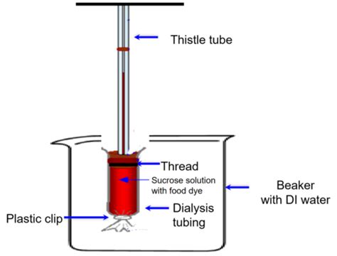 Biol Lab Osmosis Diffusion And Tonicity Flashcards Quizlet