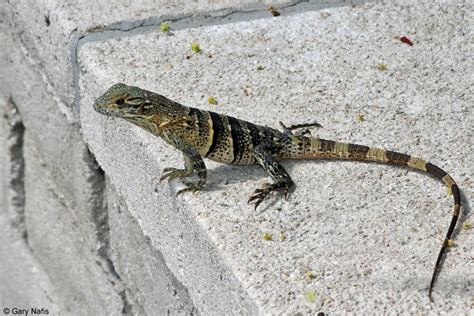 Grays Spiny Tailed Iguana Ctenosaura Similis