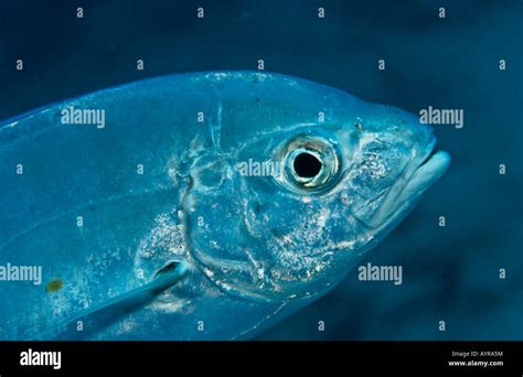 Bigeye Trevally Or Big Eye Jack Caranx Sexfasciatus Maldives Stock