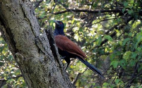 Koyal Bird Iitk Wild Life At Iit Kanpur Tapan Kumar Pradhan Flickr