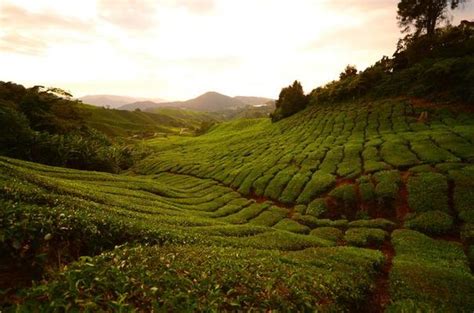 Tea Plantation Stock Photos, Images and Backgrounds for Free Download