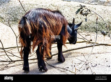 Domestic Goat Capra Hircus Male Hi Res Stock Photography And Images Alamy