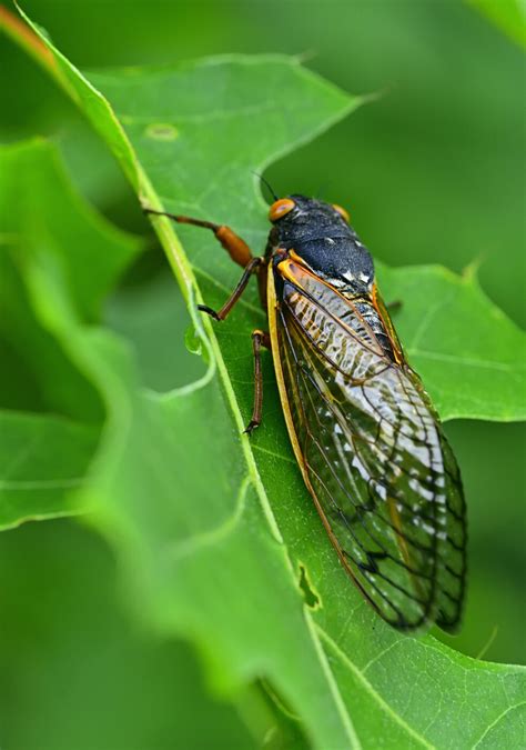 The Periodical Cicada Part Iii A Few Tips For Photography Them In 17